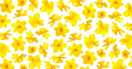Pattern of yellow narcissus flowers isolated on white background. Daffodil flowers. With clipping path. Spring floral background, postcard, yellow sunny buds with petals