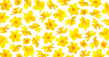 Pattern of yellow narcissus flowers isolated on white background. Daffodil flowers. With clipping path. Spring floral background, postcard, yellow sunny buds with petals
