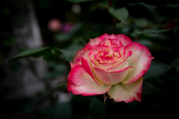 Beautiful pink and yellow rose in the garden. Natural background.