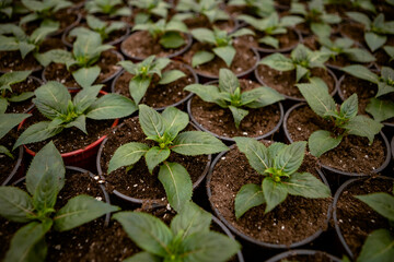 seedlings in a greenhouse