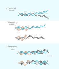 The three steps of Polymerase Chain Reaction (PCR) technique: Denaturation, Annealing and Extension for target DNA detection that shows the important reaction, reagent and temperature of each step.