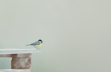 The great tit (Parus major) sitting on wooden pallet, pastel background