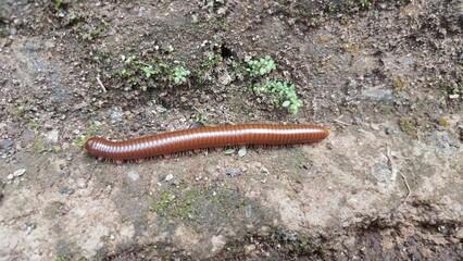 Milipede walking on the rock