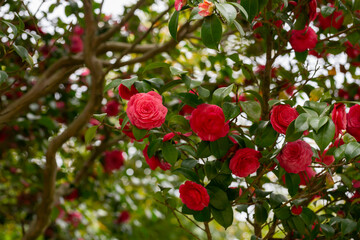 early signs of spring. red Camelia flowers blooming on large bush.