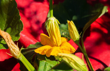 Artificial pollination of squash and pumpkin plants. Two yellow flowers with pollen. Voidflower....