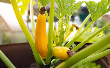 Beautiful yellow zucchini grows in the ground. Growing vegetables in the country. Summer sunny day, vegetarian. Squash