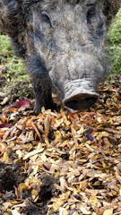 Big wild boar eats peeling potatoes in nature. Hunting for a wild boar, close-up