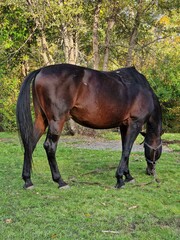 horse eating grass on the lawn at the farm