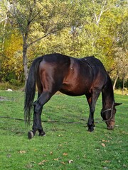 horse eating grass on the lawn at the farm