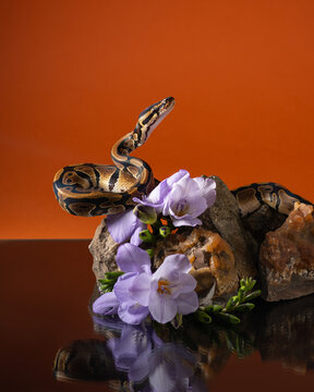 Ball python with flowers and rocks on glass