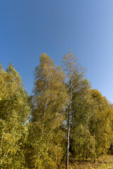 Fototapeta premium Yellowing birch foliage in October