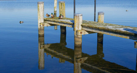 Obraz premium Stockenten