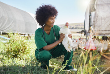 Veterinary, agriculture and black woman with chicken on farm for health inspection, wellness and...