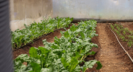 vegetables in a greenhouse