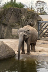 Lonely little elephant in the Cologne Zoo
