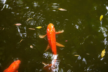 Close-up of koi carps being raised in a pond
