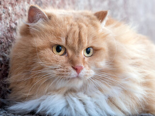 Portrait of a ginger Persian cat. Close-up