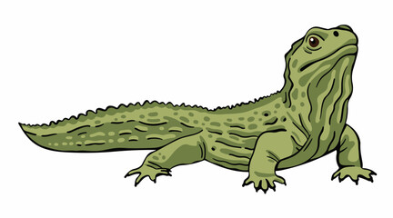 Tuatara vector illustration isolated on white
