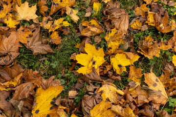Orange maple foliage after wind and leaf fall