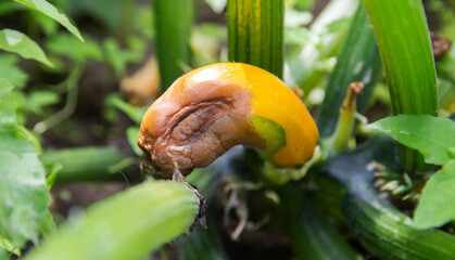 Rotting zucchini in the garden. Lack of trace elements and excess moisture. Close-up