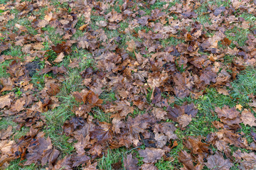 cloudy weather in late autumn with yellowed fallen leaves