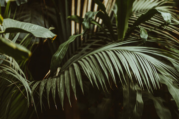 Island Asian heat-loving plants, in the botanical garden