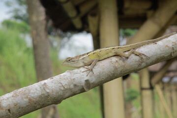 A chameleon perched on a branch. Chameleon to blend in with nature, perched on a branch.