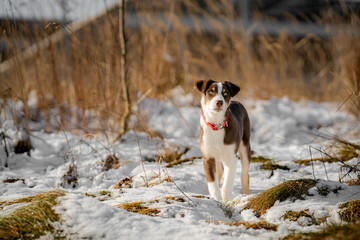 Border Collie, Welpe, Hund, Hunde, blaue Augen, Junghund, Australian Shepherd, Mischling