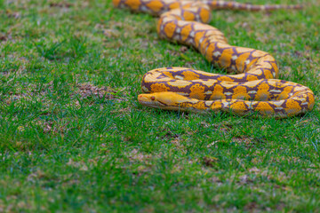 Orange snake on the grass