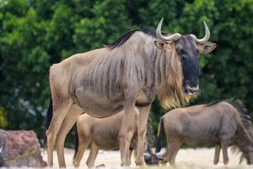 wildebeest in the zoo - obrazy, fototapety, plakaty