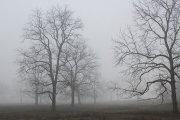 Trees on a cold and foggy morning