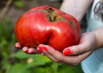 The girl holds a huge red tomato in her hands, close-up. Cultivation of vegetable crops at their summer cottage. Close-up