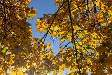 Yellowing and falling foliage of deciduous trees in autumn