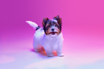 Smiling. Studio image of cute little Biewer Yorkshire Terrier, dog, puppy, posing over pink background in neon light. Concept of motion, pets love, animal life, domestic animal. Copyspace for ad.