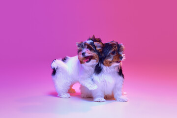 Studio image of two cute little Biewer Yorkshire Terrier, dogs playing together over pink background in neon light. Concept of motion, action, pets love, animal life, domestic animal. Copyspace for ad