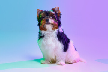 Studio image of cute little Biewer Yorkshire Terrier, dog, puppy, calmly posing over gradient purple background in neon light. Concept of motion, action, pets love, animal life, domestic animal.