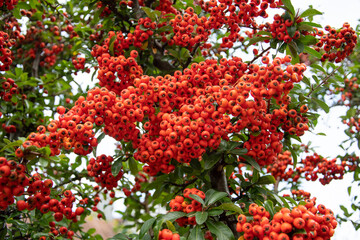 rowan berry branch