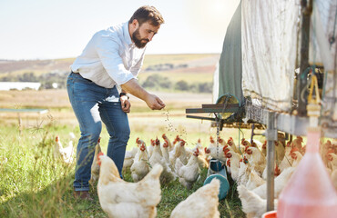 Farmer feed chicken, agriculture and man outdoor, poultry and healthy livestock, diet and free...