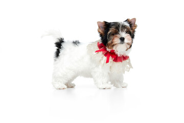 Studio image of cute little Biewer Yorkshire Terrier, dog, puppy, posing in red bow over white background. Concept of motion, action, pets love, animal life, domestic animal. Copyspace for ad.