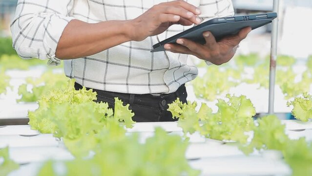 Asian woman and man farmer working together in organic hydroponic salad vegetable farm. using tablet inspect quality of lettuce in greenhouse garden. Smart farming