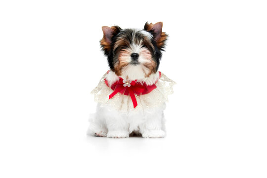 Studio image of cute little Biewer Yorkshire Terrier, dog, puppy, posing in red bow over white background. Concept of motion, action, pets love, animal life, domestic animal. Copyspace for ad.