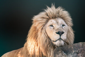 White lion hiding behind rock, close-up portrait with blurred background. Wild animals, big cat