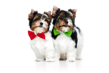 Studio image of two cute little Biewer Yorkshire Terrier, dog, puppy, posing in colorful bows on white background. Concept of motion, action, pets love, animal life, domestic animal. Copyspace for ad.