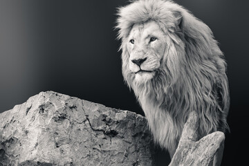 Grayscale lion portrait, looking forward, standing with rock and tree trunk on dark blurred...