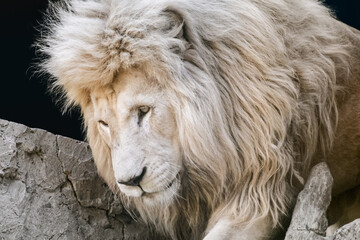 Lion climbing rocks and wood trunks, close-up with dark blurred background. Wild animals
