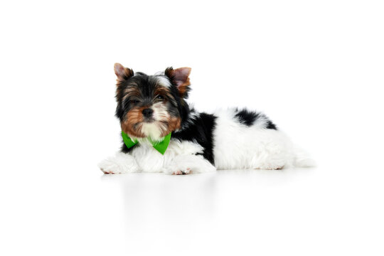 Studio image of cute little Biewer Yorkshire Terrier, dog, puppy in green bow lying on floor over white background. Concept of motion, action, pets love, animal life, domestic animal. Copyspace for ad
