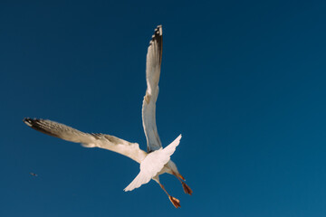 seagull in flight