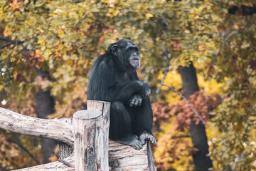 Chimpanzee sitting, looking forward in calm pose on wooden trunk in aviary with autumn trees blurred background