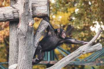 Chimpanzee child playing, swinging on tree trunks in zoo aviary with autumn trees blurred background