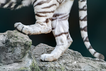Back paws legs and tail of a white tiger with black stripes on fur standing on rock with dark...